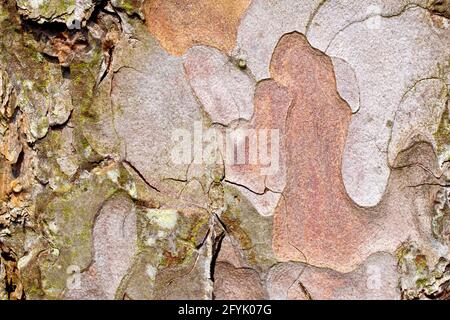 Schottenkiefer (pinus sylvestris), Nahaufnahme, die die Textur und Details des Musters in der Rinde des Baumes zeigt. Stockfoto