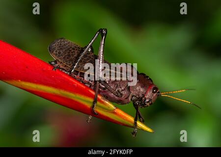 Ein Riesenbrauner Kricket oder Riesengrasshpper, Tropidacris cristata, auf einem Heliconia-Blütenstand in Costa Rica. Stockfoto