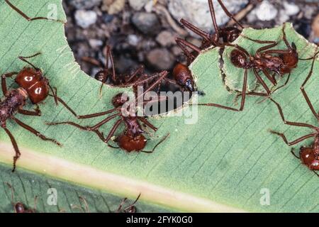 Blattkutter-Ameisen schneiden ein Blatt mit ihren Mibeln, um sie in ihre Kolonie zurückzubringen, um Nahrung anzubauen. Mexiko. Stockfoto