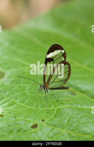 Ein Paula's Clearwing Butterfly, Oleria paula, in einer Schmetterlingsvoliere in Costa Rica. Gefunden von Mexiko bis Panama. Stockfoto