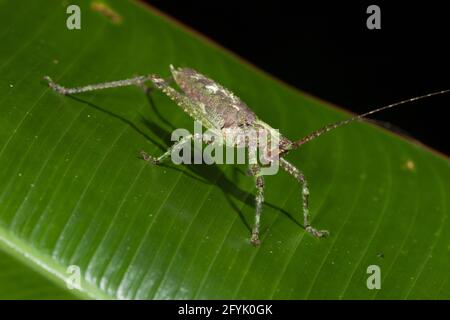 Eine Katydid, Unterfamilie Pseudophyllinae, auf einem Blatt im Regenwald von Costa Rica im Tortuguero National Park. Stockfoto