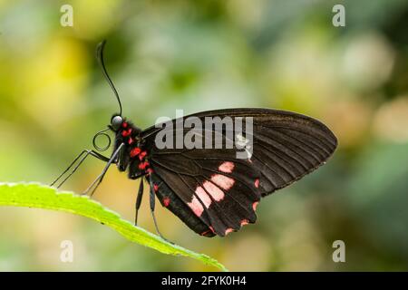 Pinkkariertes Cattleheart, Parides eurimedes mylotes, in einer Schmetterlingsvoliere in Costa Rica. Stockfoto