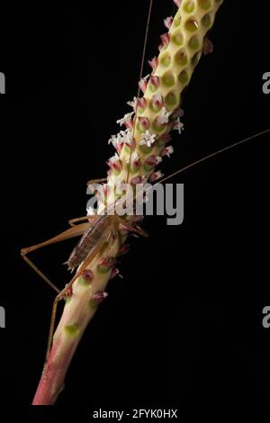 Eine Katydid, Unterfamilie Pseudophyllinae, an einem Blütenstiel im Regenwald von Costa Rica im Tortuguero National Park. Stockfoto