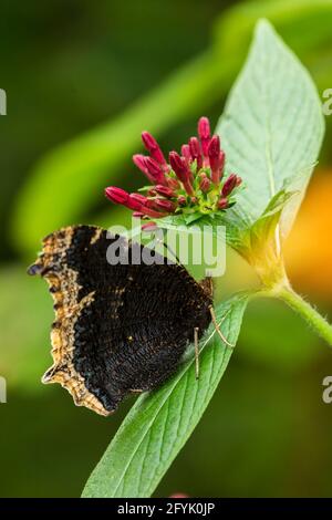 Ein trauernder Mantel Schmetterling, Nymphalis antiopas, auf einem ägyptischen Sternhaufen - Pentas lanceolata - im Atitlan Nature Reserve bei Panajachel, Guatem Stockfoto