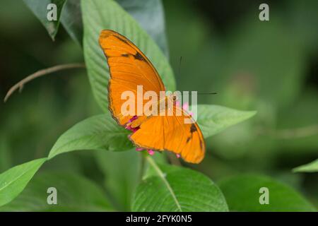 Die Julia Butterfly, Dryas iulia, kann von den Vereinigten Staaten bis Brasilien gefunden werden. Sie ist giftig für Raubtiere. Stockfoto