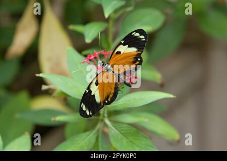 Eine Unterart des Tiger Longwing Butterfly, Heliconius hecale melicerta, in einer Voliere im Zoo von San Antonio. Stockfoto