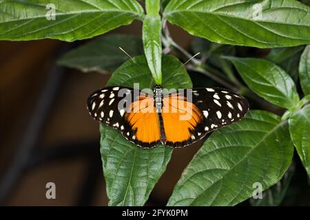 Ein Tiger Longwing Butterfly, Heliconius hecale, in einer Schmetterlingsvoliere in Costa Rica. Sie werden von Mexiko bis zum peruanischen Amazonas gefunden. Stockfoto