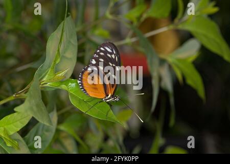 Ein Tiger Longwing Butterfly, Heliconius hecale, in einer Schmetterlingsvoliere in Costa Rica. Sie werden von Mexiko bis zum peruanischen Amazonas gefunden. Stockfoto