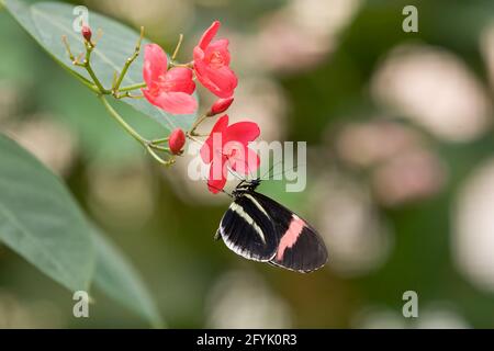 Postman Butterfly, gewöhnlicher Postmann, Heliconius melpomene rosina. Diese Unterart kommt in Costa Rica & Panama vor. Stockfoto