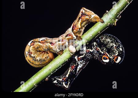 Die farbenfrohe Raupe oder Larve der Gemeinen Fruchtpiercing Moth, Eudocima pal onia, auf Guam. Beachten Sie die schützenden Augenflecken. Stockfoto