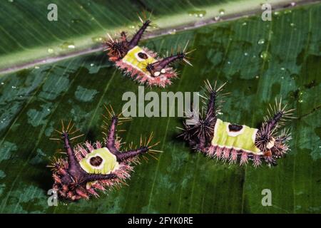 Die Raupen der Saddleback Caterpillar Moth sind giftig mit urtikierenden Dornen, die einen sehr schmerzhaften Stich verursachen. Stockfoto