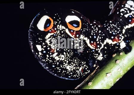 Die farbenfrohe Raupe oder Larve der Gemeinen Fruchtpiercing Moth, Eudocima pal onia, auf Guam. Beachten Sie die schützenden Augenflecken. Stockfoto