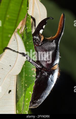 Ein großer männlicher Hercules Käfer, Dynastes hercules, im Tortuguero Nationalpark in Costa Rica. Diese Käfer können das 850-fache ihres eigenen Gewichts anheben. Stockfoto