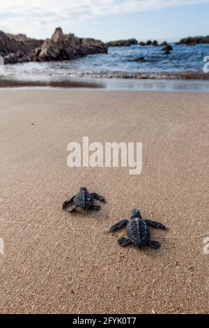 Zwei frisch geschlüpfte Olive Ridley Sea Turtles kämpfen an einem Strand in Mazatlan, Mexiko, um das Meer zu erreichen. Viele der Babyschildkröten werden von Raubtieren eingenommen Stockfoto