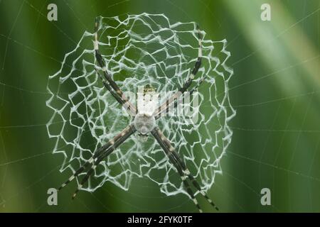 Argiope submaronica gehört zur Familie der Orb-Weaver-Spinnen, die manchmal auch St. Andrew's Cross Spider genannt wird. Costa Rica. Diese Spinne ist bekannt Stockfoto