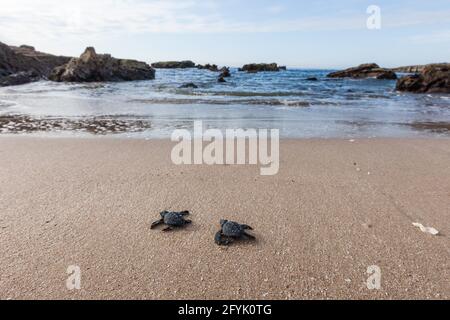 Zwei frisch geschlüpfte Olive Ridley Sea Turtles kämpfen an einem Strand in Mazatlan, Mexiko, um das Meer zu erreichen. Viele der Babyschildkröten werden von Raubtieren eingenommen Stockfoto