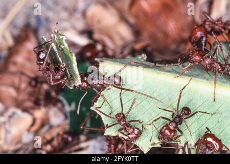 Blattkutter-Ameisen schneiden ein Blatt mit ihren Mibeln, um sie in ihre Kolonie zurückzubringen, um Nahrung anzubauen. Mexiko. Stockfoto