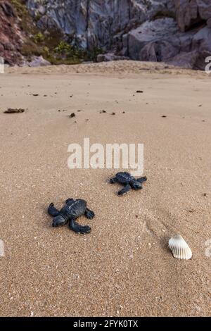 Zwei frisch geschlüpfte Olive Ridley Sea Turtles kämpfen an einem Strand in Mazatlan, Mexiko, um das Meer zu erreichen. Viele der Babyschildkröten werden von Raubtieren eingenommen Stockfoto