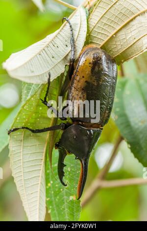 Ein großer männlicher Hercules Käfer, Dynastes hercules, im Tortuguero Nationalpark in Costa Rica. Diese Käfer können das 850-fache ihres eigenen Gewichts anheben. Stockfoto