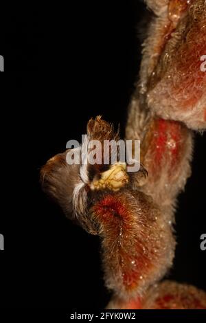 Puss Moth Caterpillar der südlichen Flannel Moth, Megalopyge opercularis, auf einer haarigen Heliconia-Pflanze im Regenwald von Costa Rica. Stockfoto