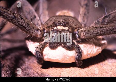 Eine weibliche Cane Spider oder Giant Crab Spider hält einen Eiersack unter ihrem Körper mit ihren Pedipalpen auf Guam. Gefunden in tropischen Regionen. Stockfoto