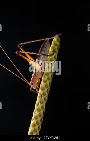 Eine Katydid, Unterfamilie Pseudophyllinae, an einem Blütenstiel im Regenwald von Costa Rica im Tortuguero National Park. Stockfoto