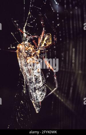 Auf der Insel Guam auf den Nördlichen Marianen umhüllt eine Orbis-Weberspinne der Gattung Argiope ihre Beute mit Seidenfäden auf ihr Netz. Stockfoto