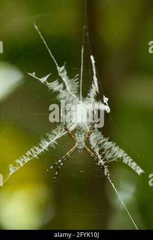 Argiope submaronica gehört zur Familie der Orb-Weaver-Spinnen, die manchmal auch St. Andrew's Cross Spider genannt wird. Costa Rica. Diese Spinne ist bekannt Stockfoto