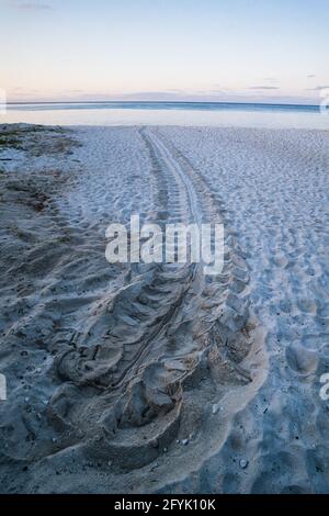 Spuren einer weiblichen Grünen Meeresschildkröte, Chelonia mydas, die von ihrem Nest im Sand zurück zum Meer führt. Heron Island, Australien. Stockfoto