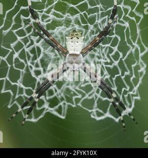 Argiope submaronica gehört zur Familie der Orb-Weaver-Spinnen, die manchmal auch St. Andrew's Cross Spider genannt wird. Costa Rica. Diese Spinne ist bekannt Stockfoto