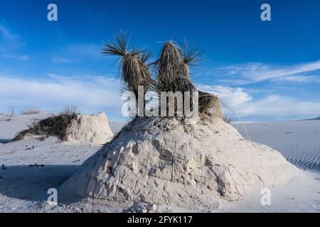 Soaptree Yuccas auf einem Gips-Buckel in den Dünen des White Sands National Park, New Mexico. Stockfoto