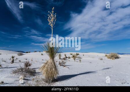 Soaptree Yucca, Yucca elata, mit getrockneten Blütenstielen und Samenkapseln in den Dünen des White Sands National Park in New Mexico. Stockfoto
