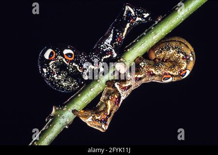 Die farbenfrohe Raupe oder Larve der Gemeinen Fruchtpiercing Moth, Eudocima pal onia, auf Guam. Beachten Sie die schützenden Augenflecken. Stockfoto