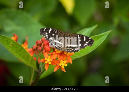 Der Ardys Crescent, Anthanassa ardys, ist ein Buschfuß-Schmetterling, der von Mexiko bis Kolumbien gefunden wurde. Stockfoto