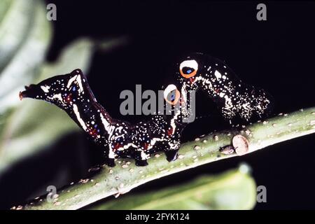 Die farbenfrohe Raupe oder Larve der Gemeinen Fruchtpiercing Moth, Eudocima pal onia, auf Guam. Beachten Sie die schützenden Augenflecken. Stockfoto