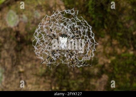 Argiope submaronica gehört zur Familie der Orb-Weaver-Spinnen, die manchmal auch St. Andrew's Cross Spider genannt wird. Costa Rica. Diese Spinne ist bekannt Stockfoto