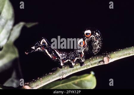 Die farbenfrohe Raupe oder Larve der Gemeinen Fruchtpiercing Moth, Eudocima pal onia, auf Guam. Beachten Sie die schützenden Augenflecken. Stockfoto