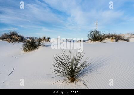 Die Basalrosette der Soaptree Yucca, Yucca elata, in den Dünen des White Sands National Park in New Mexico. Stockfoto