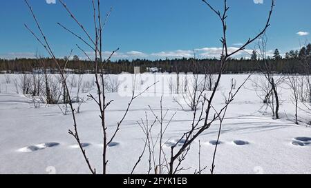 Zweige vor der schwedischen Winterlandschaft. Stockfoto