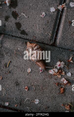 Vertikale Draufsicht auf eine Schnecke, die mit Kirschblüten auf einer Betonoberfläche kriecht Stockfoto