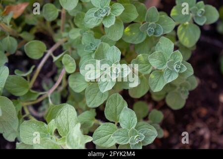 Frischer Oregano, origanum vulgare, wilder Majoran-Hintergrund. Grüne Blätter von frischen gesunden organischen aromatischen Ernährung blühende Pflanze, mehrjährige Kraut, U Stockfoto