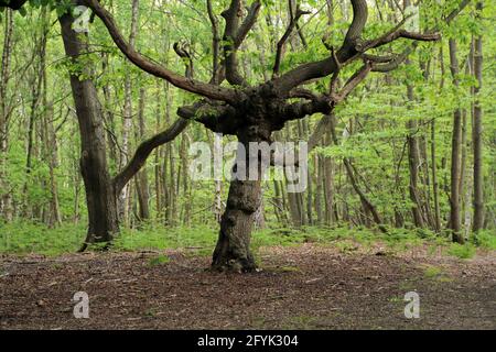 Eiche in Denstead Woods Teil von Blean Woods in der Nähe von Chartham Hatch, Canterbury, Kent, England, Vereinigtes Königreich Stockfoto