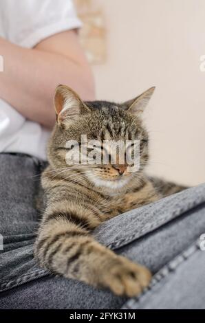 Eine gepflegte Hauskatze schläft auf einem weiblichen Bein. Lieblingstier. Haustierpflegekonzept. Stockfoto