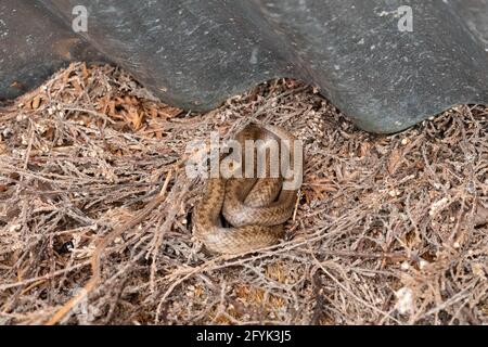 Glatte Schlange (Coronella austriaca), eine seltene Reptilienart in Großbritannien, die sich unter einer Wellblechrefugie in Surrey Heathland, Großbritannien, zusammengerollt hat. Stockfoto