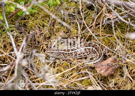 Weibliche Sandeidechse (Lacerta agilis) in natürlichem Heideland-Habitat in Hampshire Heathland, Großbritannien. Fotografiert unter Lizenz