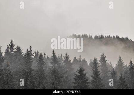 Schöne Aussicht auf Pinien, umgeben von Nebel im Wald Stockfoto