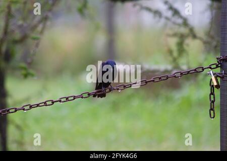 Schwarzer Vogel (glänzender Cowbird) an einer Kette im Regen Stockfoto