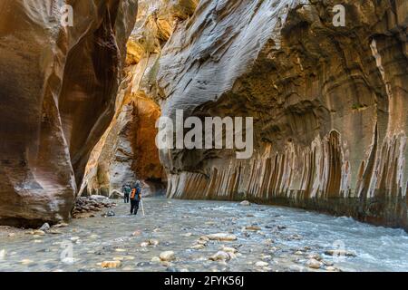 Dieses Foto wurde auf einer einzigartigen Wanderung im Zion National Park namens The Narrows aufgenommen. Diese Wanderung ist so besonders, da man durch den Virgin River läuft. Stockfoto