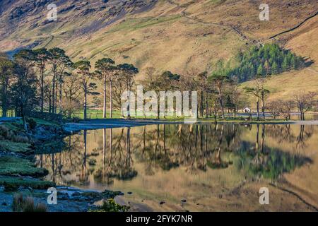 Spiegelungen von Pinien, die Buttermere an einem wunderschönen Frühlingsmorgen im Lake District National Park umgeben. Stockfoto