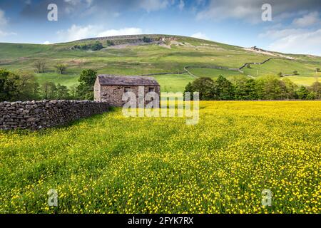 Ein Feld mit schönen, leuchtend gelben Butterblumen und einer alten Steinscheune in Swaledale, Yorkshire Dales. Stockfoto